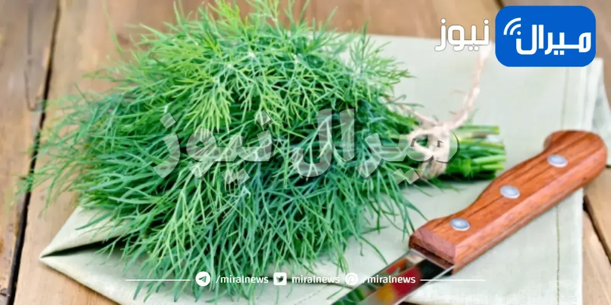 نصائح لتخزين الشبت بطريقة تجعله يبدو طازجًا