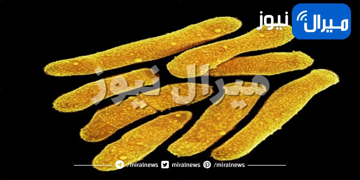 5 أنواع من البكتريا التي تعيش على الجلد