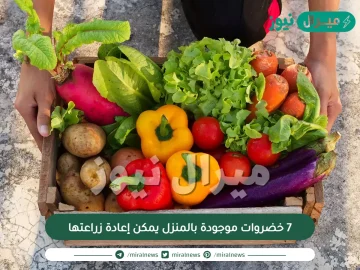 7 خضروات موجودة بالمنزل يمكن إعادة زراعتها