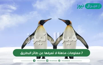 7 معلومات مذهلة لا تعرفها عن طائر البطريق