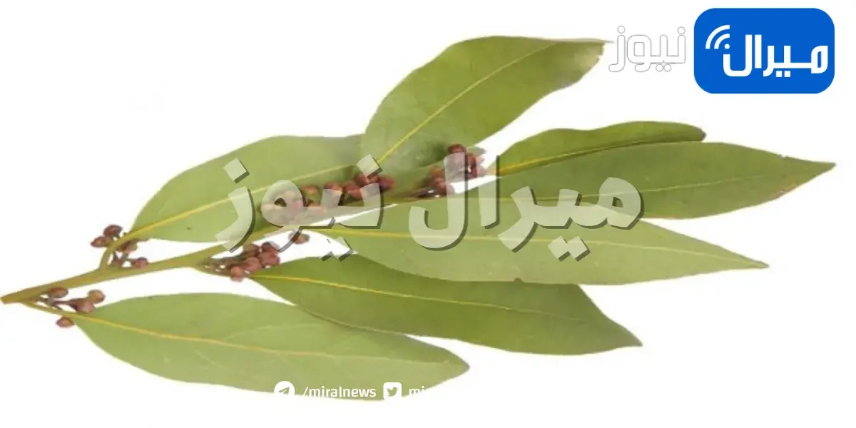 8 فوائد عجيبة لأوراق الخليج ” اوراق الغار “