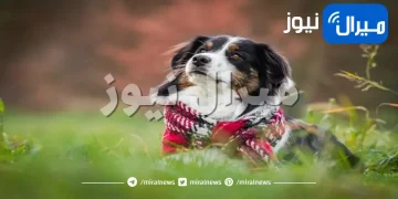 أخطاء شائعة قد تتسبب في إصابة حيوانك بالديدان القلبية