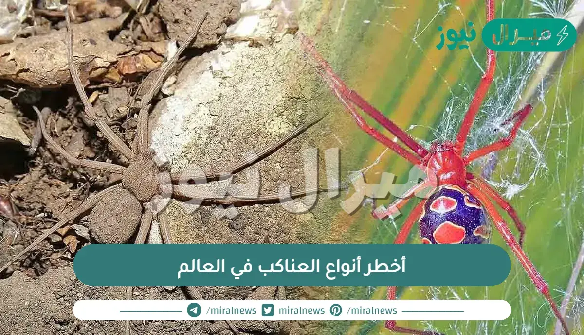 أخطر أنواع العناكب في العالم