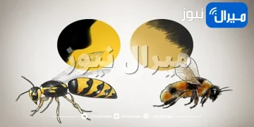 أربعة اختلافات رئيسية بين النحل والدبابير