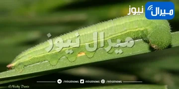 أشهر الآفات الشائعة في الحدائق المنزلية