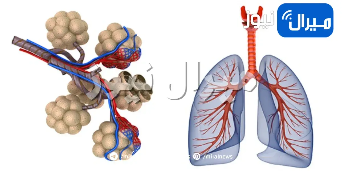 أفضل الأعشاب لتنظيف الرئة ودعم الجهاز التنفسي