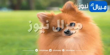 أفضل عشر سلالات للكلاب الصغيرة