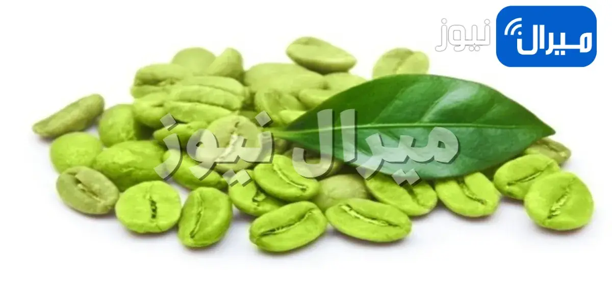 أهم المعلومات عن القهوة الخضراء