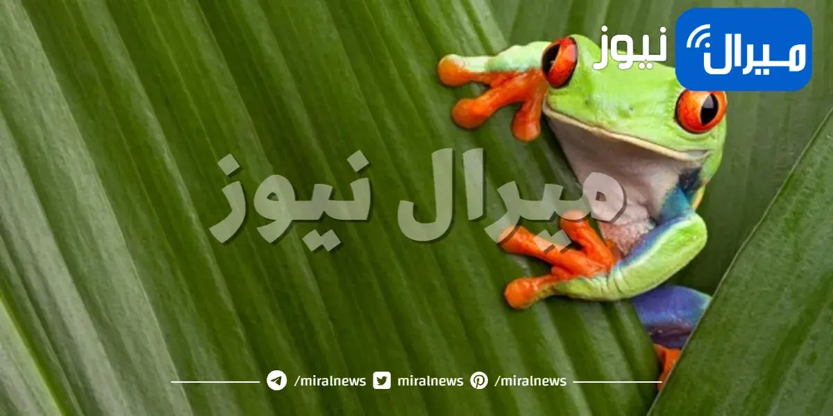 أهم المعلومات عن ضفدع الشجر أحمر العينين