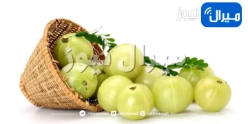 أهم فوائد عشبة الأملج