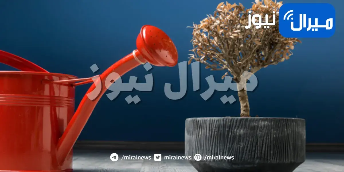 بعض أسرار زراعة النبات بالمنزل