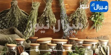 الطريقة الصحيحة لتجفيف الأعشاب بعد حصادها