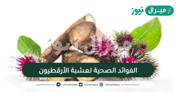 الفوائد الصحية لعشبة الأرقطيون