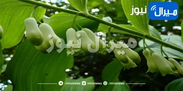 الفوائد الصحية لعشبة خاتم سليمان