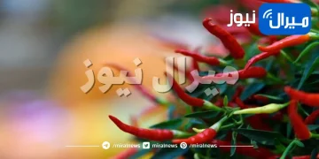 الفوائد الصحية للأطعمة الحارة