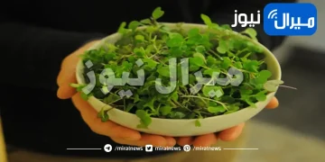 الميكروجرين وطريقة زراعتها