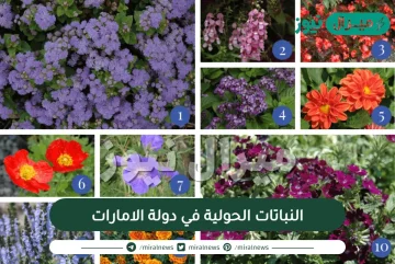 النباتات الحولية في دولة الامارات