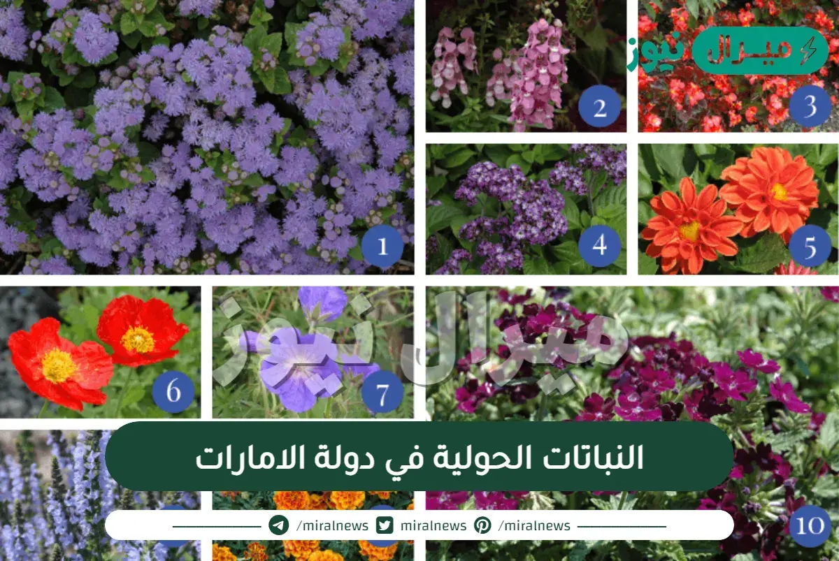 النباتات الحولية في دولة الامارات