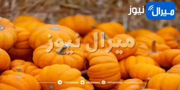 اليقطين هو الحل الأمثل لكل مشاكل البشرة والشعر ‏