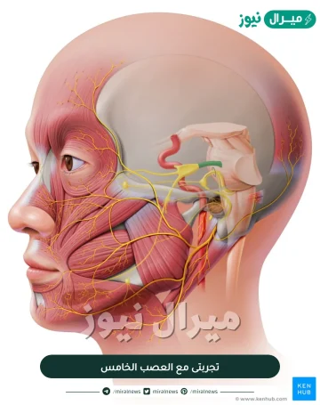 تجربتى مع العصب الخامس و أعراضه و طرق العلاج في 5 دقائق