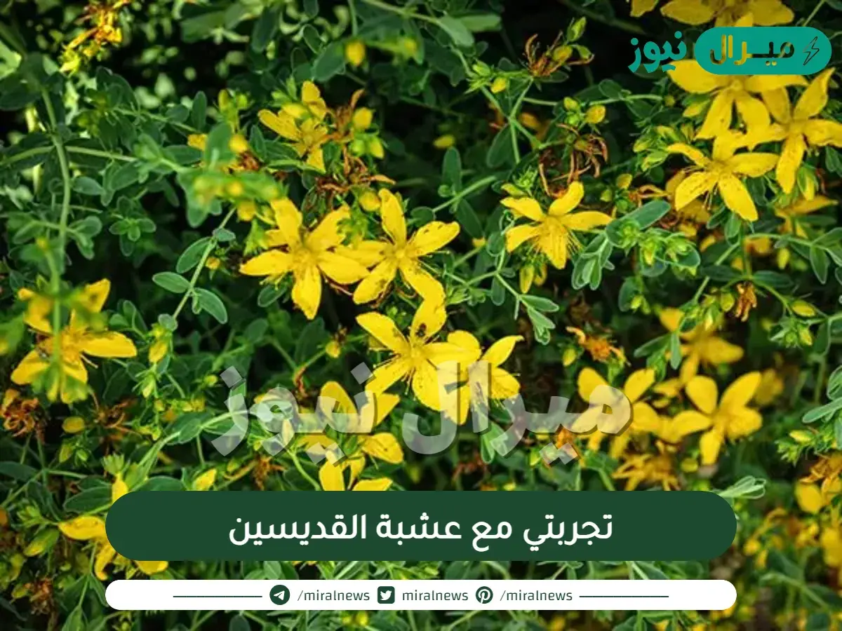 تجربتي مع عشبة القديسين