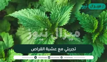 تجربتي مع عشبة القراص