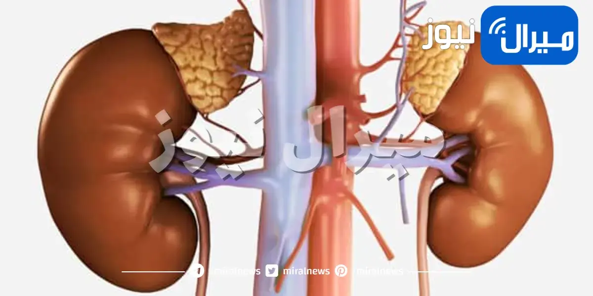 تحليل هرمون DHEA-S