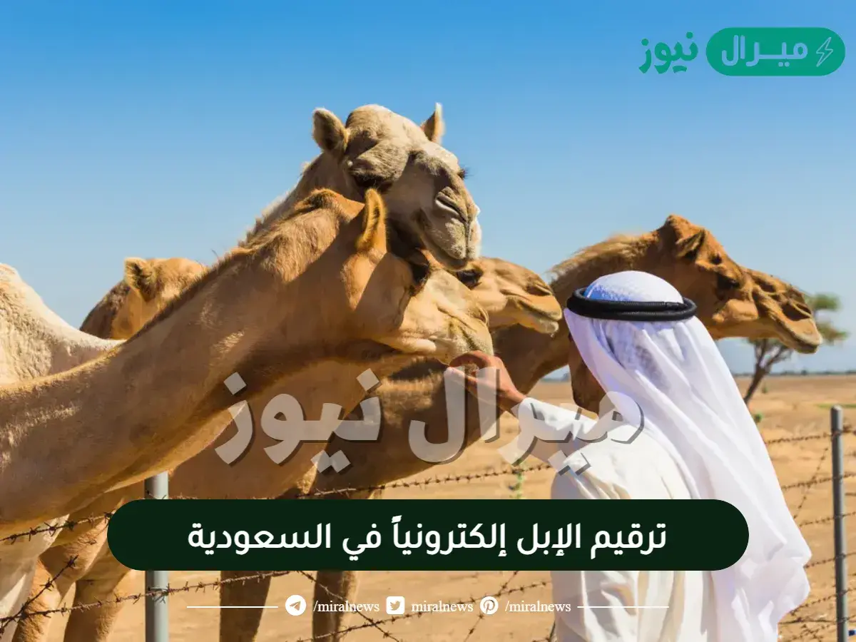 ترقيم الإبل إلكترونياً في السعودية