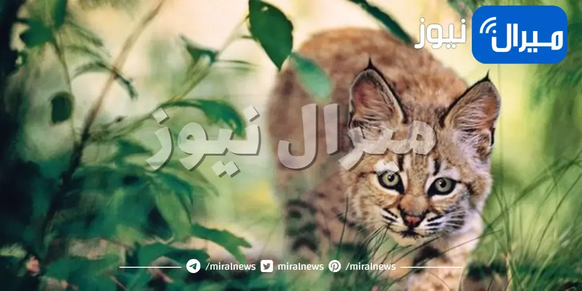 تعرف على أغرب طرق دفاع الحيوانات عن نفسها