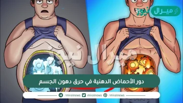 دور الأحماض الدهنية في حرق دهون الجسم