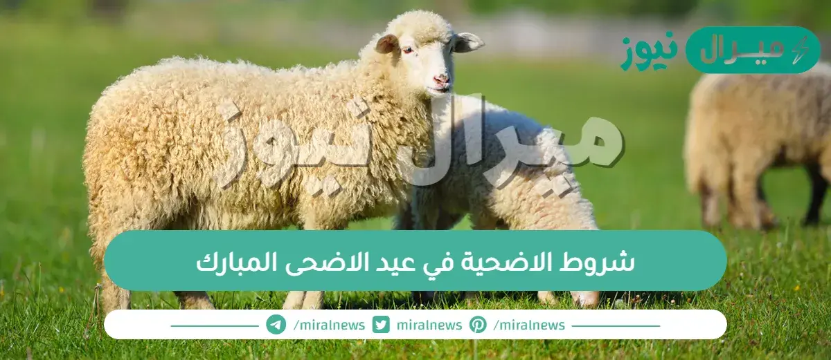 شروط الاضحية في عيد الاضحى المبارك وشروط المضحي