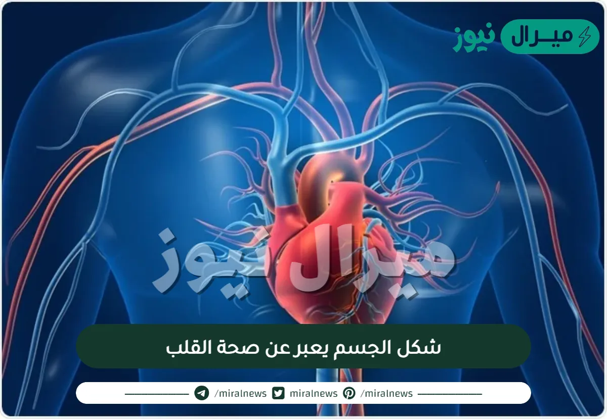 شكل الجسم يعبر عن صحة القلب