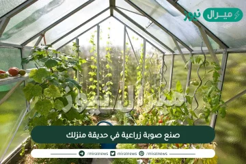 ملاحظات لمساعدتك في صنع صوبة زراعية في حديقة منزلك