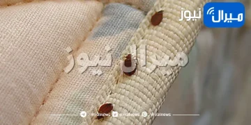 طرق تجنب حشرات الفراش أو البق