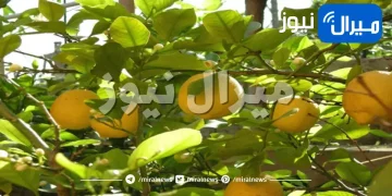 طريقة زراعة أشجار الليمون في منزلك