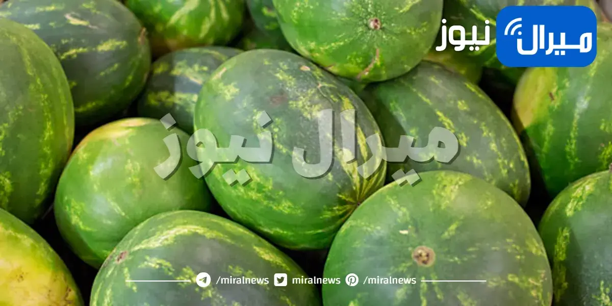 طريقة زراعة البطيخ في حديقة المنزل