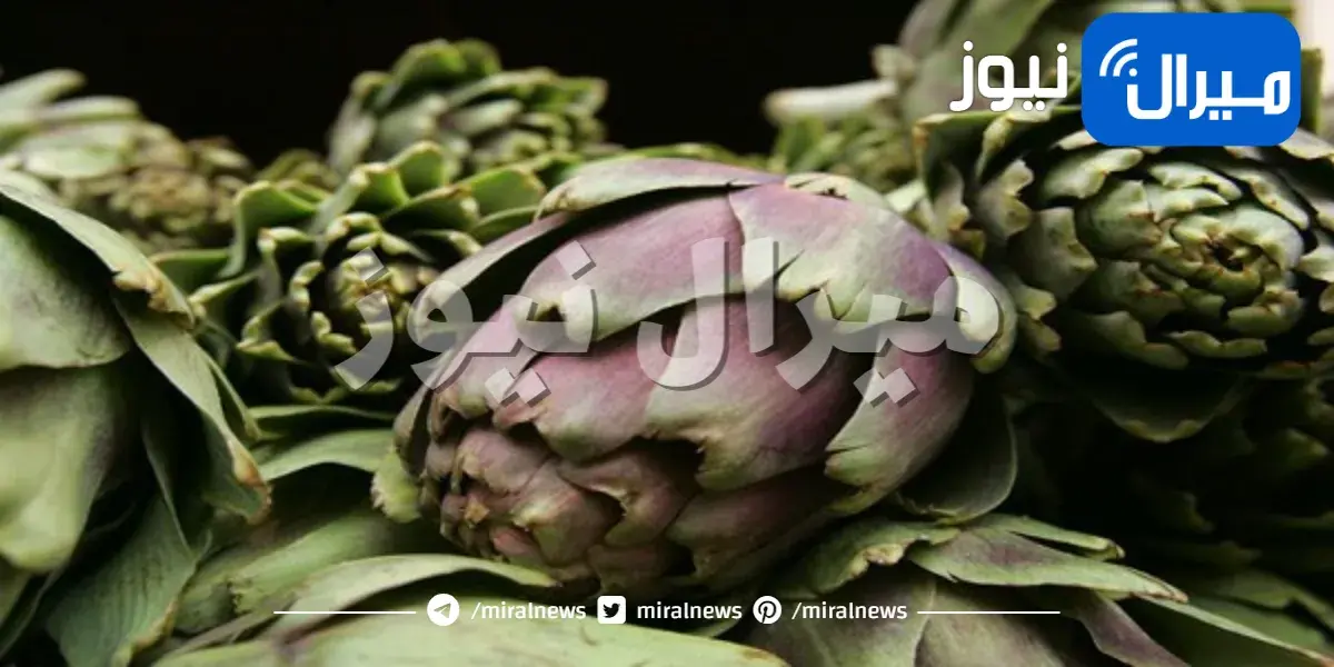 طريقة زراعة الخرشوف وفوائده الصحية