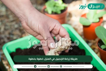 طريقة زراعة الزنجبيل في المنزل خطوة بخطوة