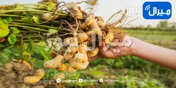 طريقة زراعة الفول السوداني في حديقة منزلك