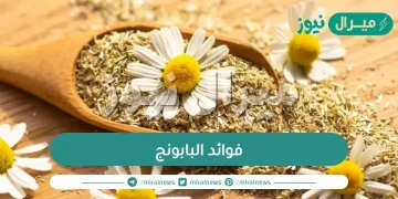 فوائد البابونج