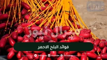 فوائد البلح الاحمر على جسم الانسان