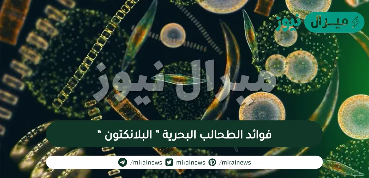 فوائد الطحالب البحرية ” البلانكتون “