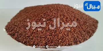 فوائد بذور حب الرشاد