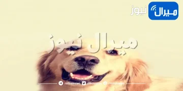 فوائد زيت جوز الهند للكلاب