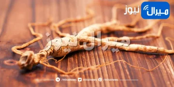 فوائد شاي الجينسينج للرجال والسيدات
