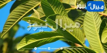 فوائد علاجية لأوراق شجرة الجوافة