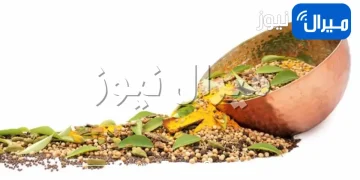 كل ما تريد معرفته عن الكاري