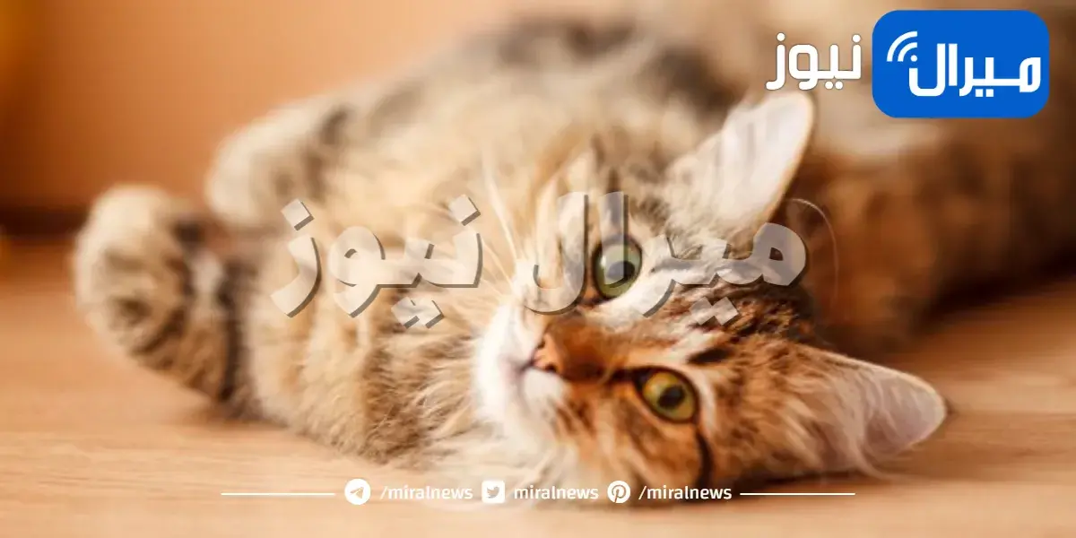 كيف تتخلص من رائحة بول القطط في منزلك ؟
