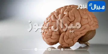 كيف تتشكل العادات اليومية في المخ ؟