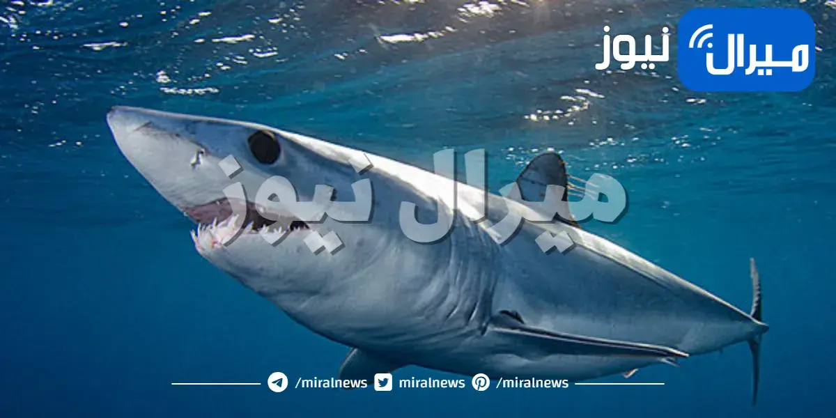كيف تتكاثر أسماك القرش